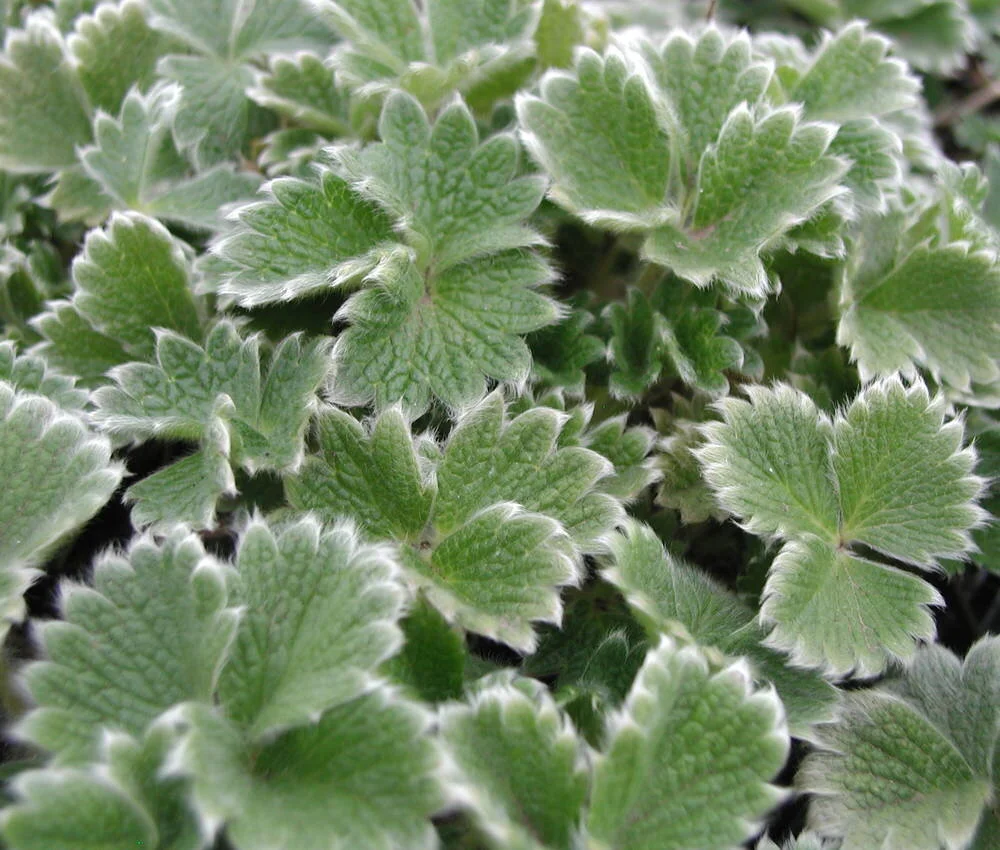 Potentilla megalantha