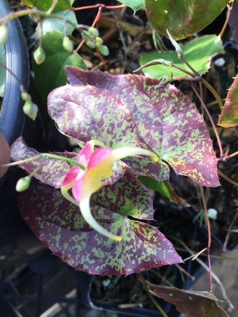 Epimedium wushanense red:yellow flower.JPG