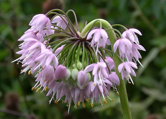 Allium cernuum