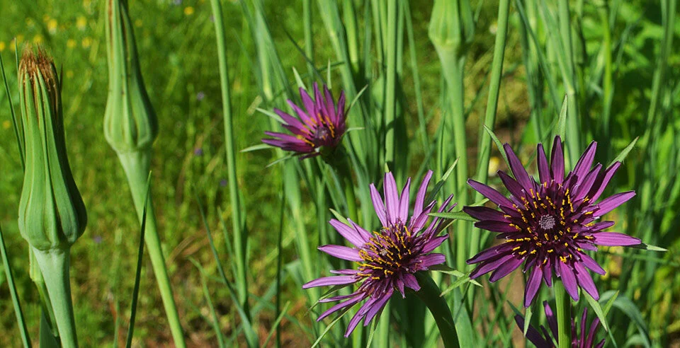 Tragopogon porrifolius.jpg