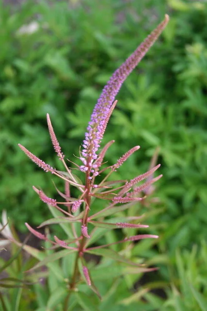 Veronicastrum-compact pink.jpeg