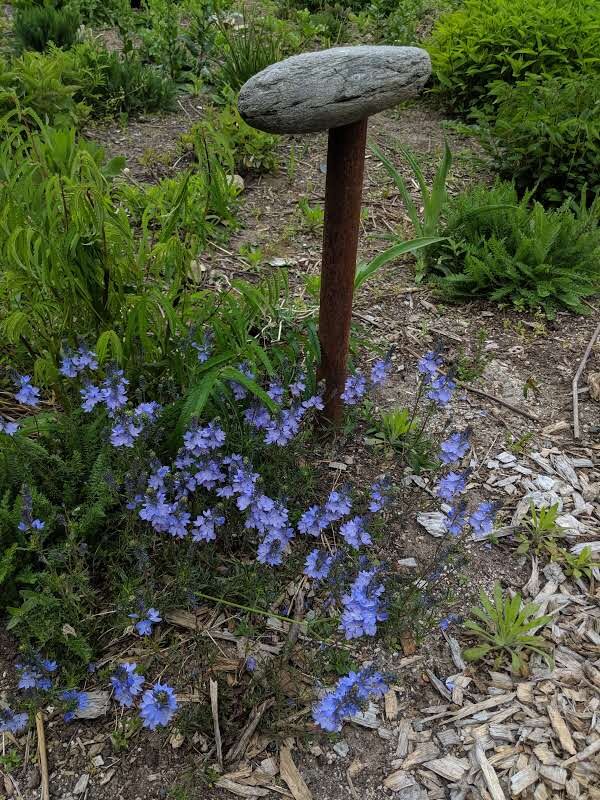 Veronica austriaca 'Ionian Skies'