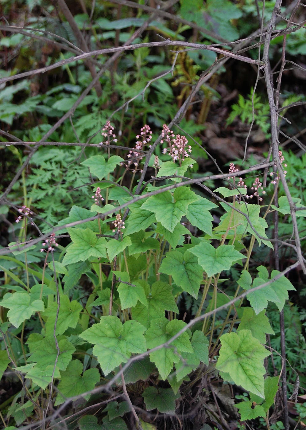 Tiarella polyphylla (BO).JPG
