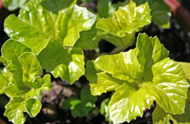 Acanthus 'Hollard's Gold'.jpeg