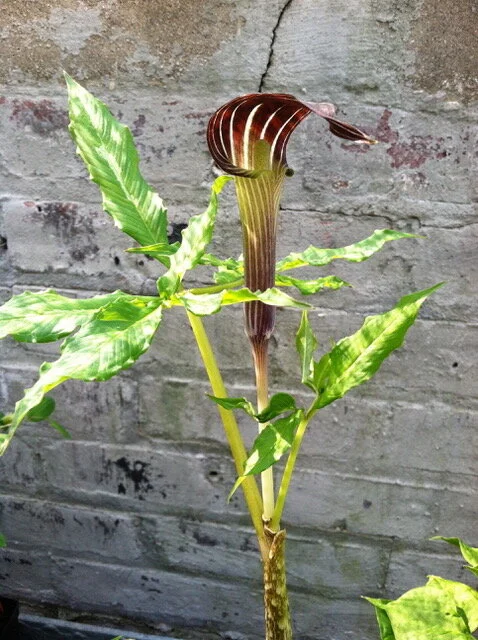 Arisaema peninsulae 