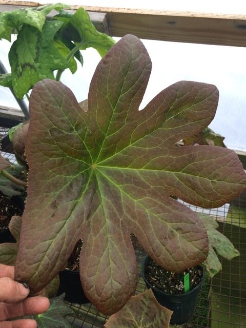 Podophyllum 'Chinese Bronze'