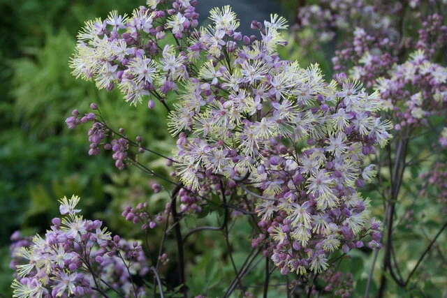 Thalictrum Elin.jpeg