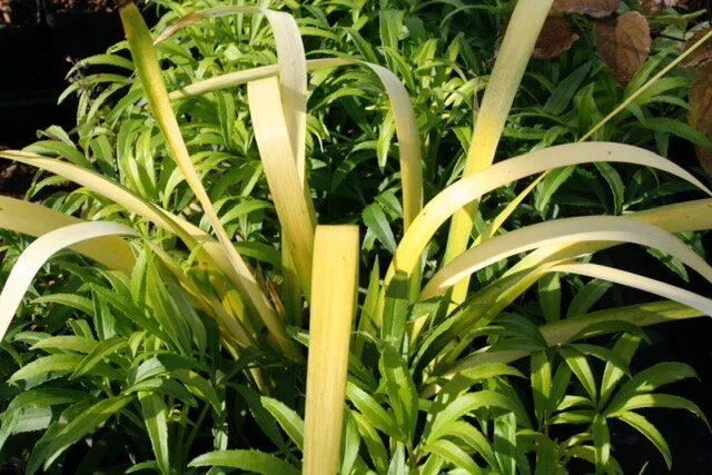 Iris foetidissima aurea.JPG