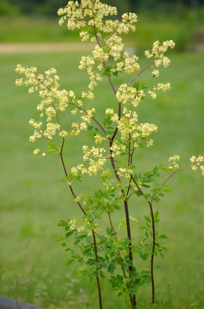 Thalictrum dasycarpum