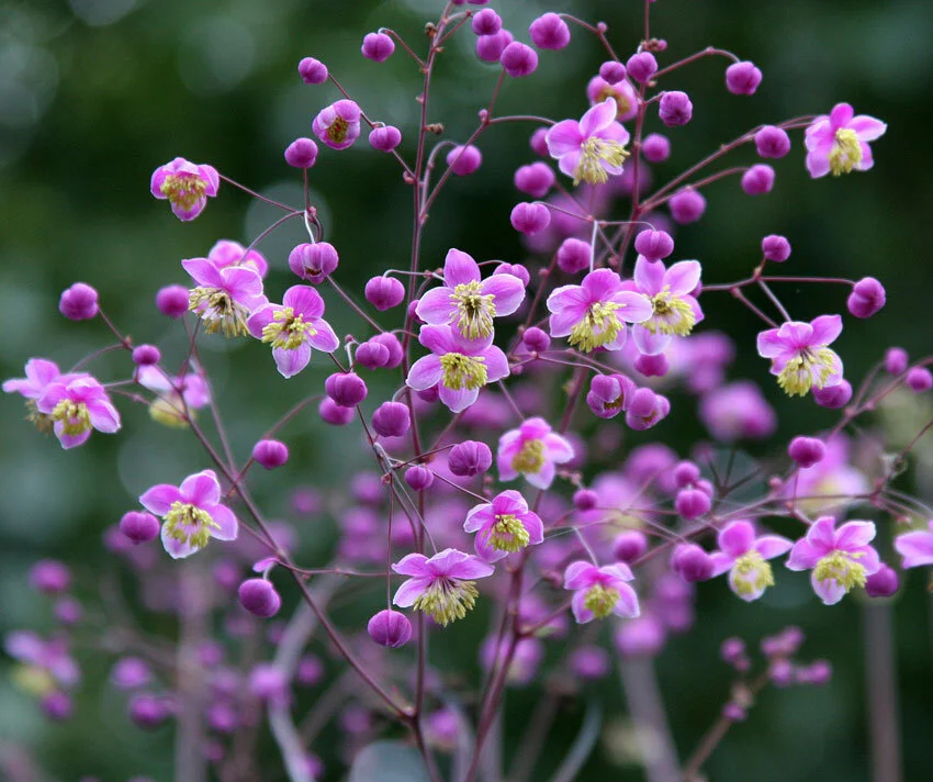 thalictrum_rochebrunianum_.jpg