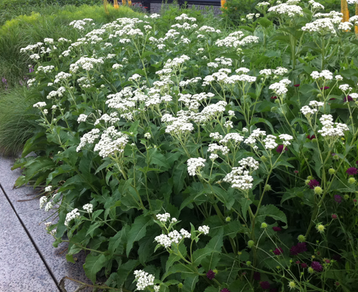 parthenium-integrifolium.png
