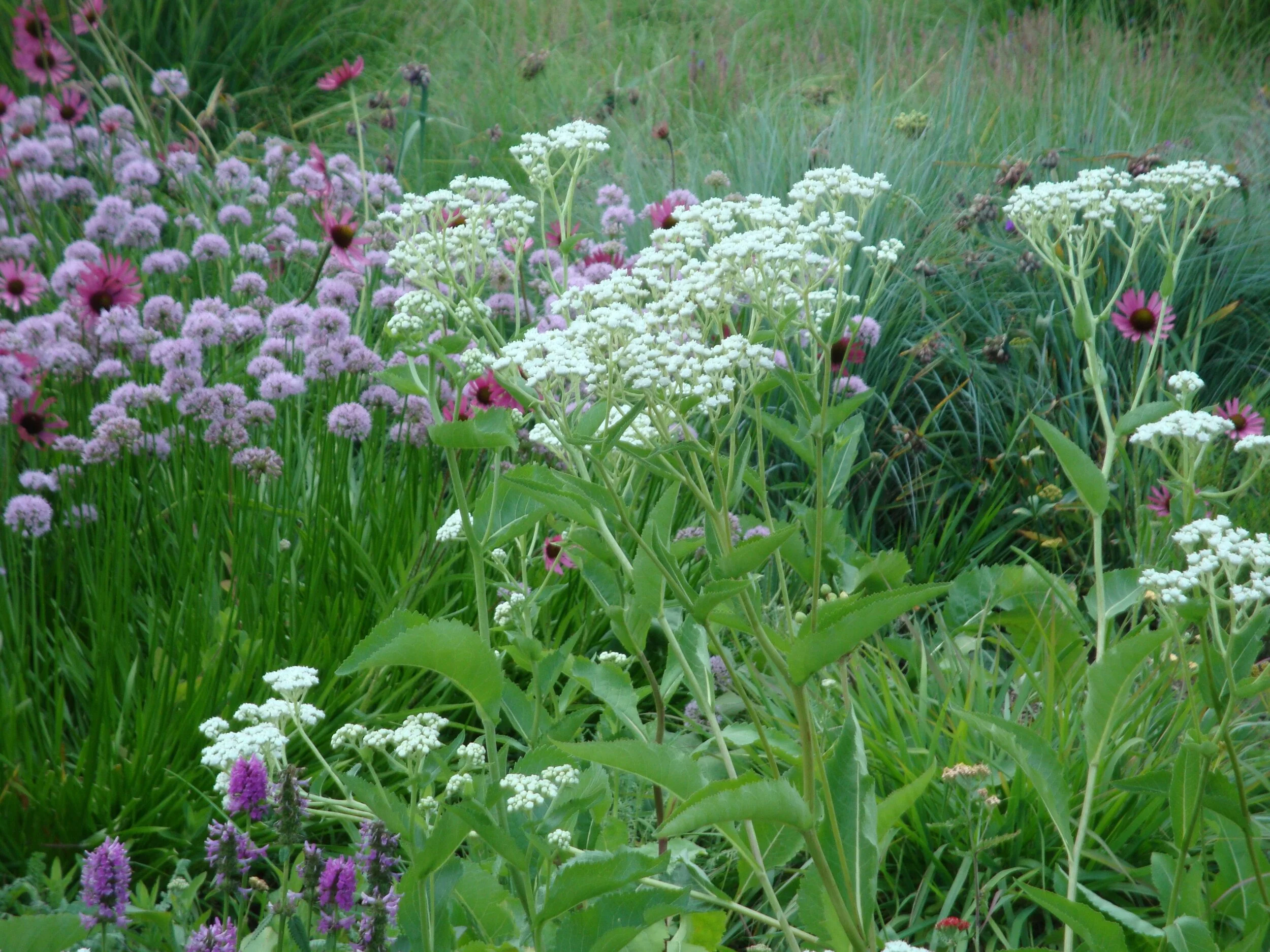 parthenium-integrifolium.jpg
