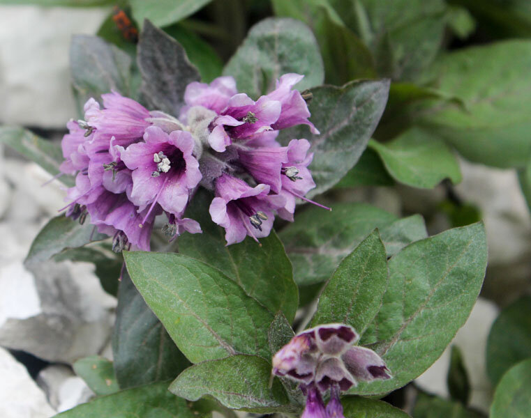 Physochlaina orientalis