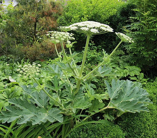 Heracleum antasiaticum.jpg