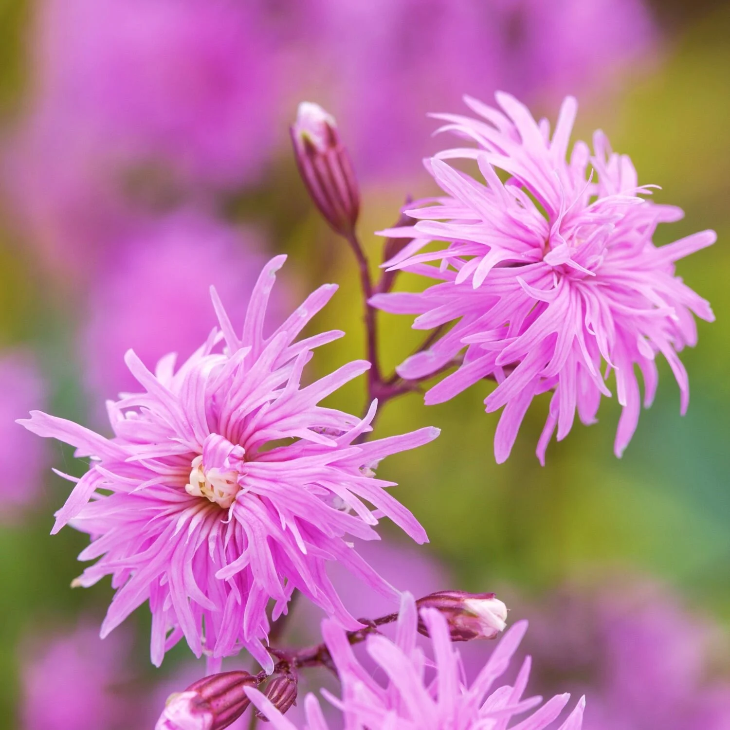 lychnis-petite-jenny .jpg