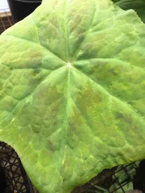 Podophyllum x difforme