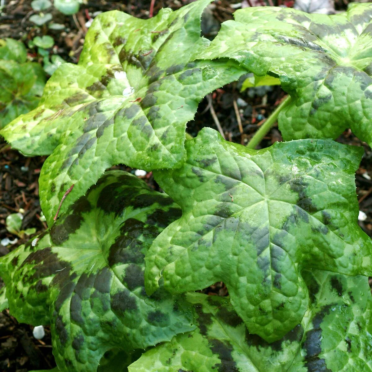 Podophyllum sp