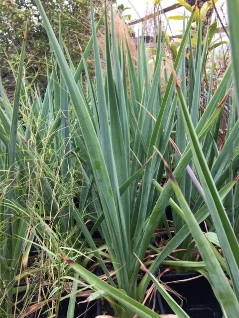 Furcraea macdougallii.JPG