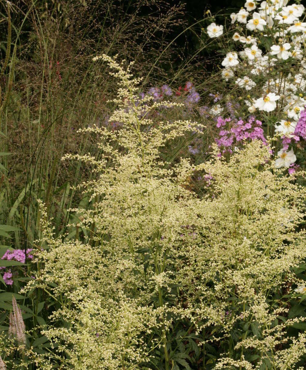 Artemisia lactiflora 'Elfenbein' — issima