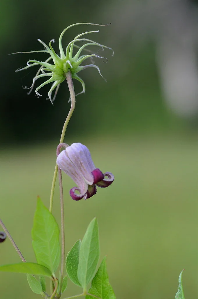 Clematis pitcheri