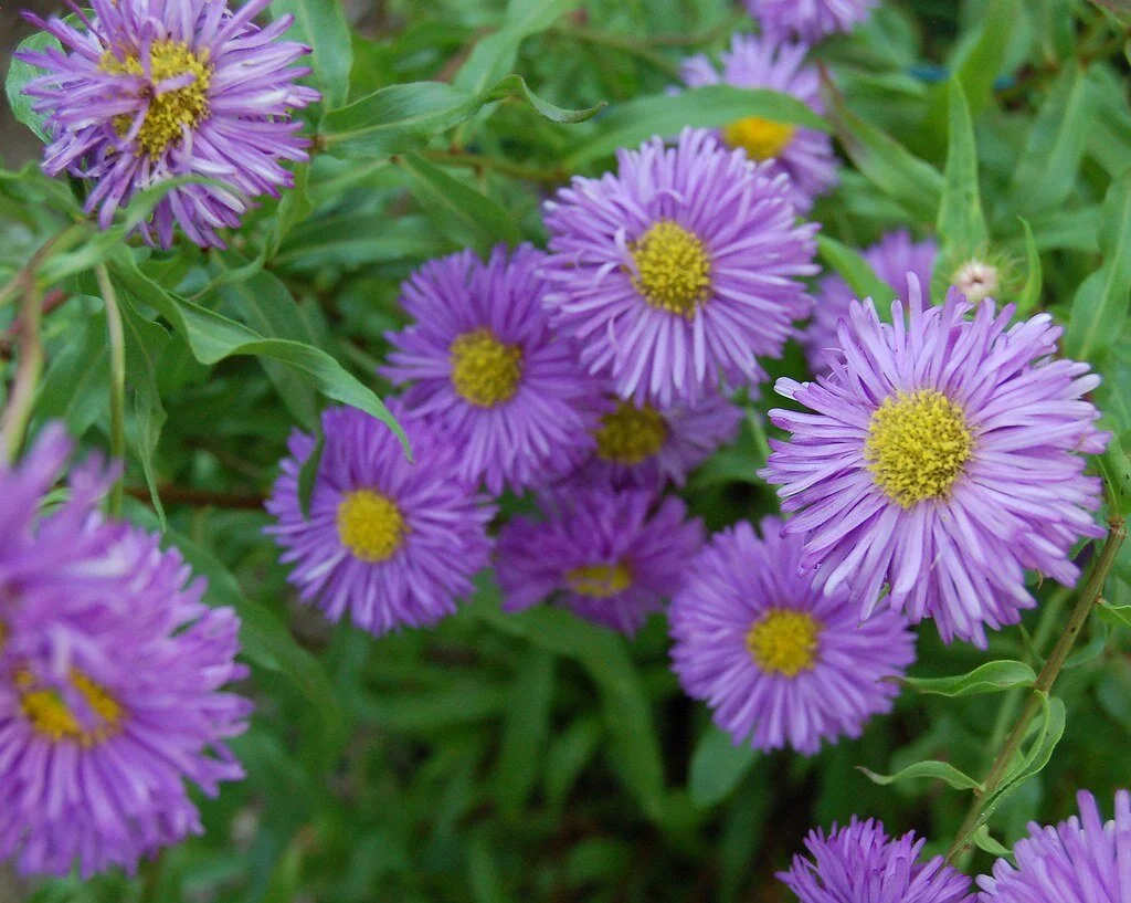 Erigeron Azurfee.jpg
