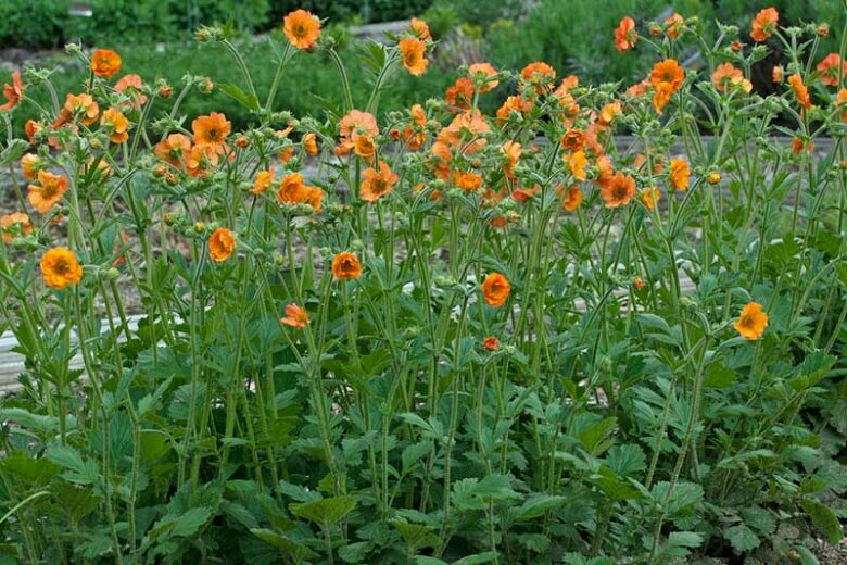 Geum 'Totally Tangerine'