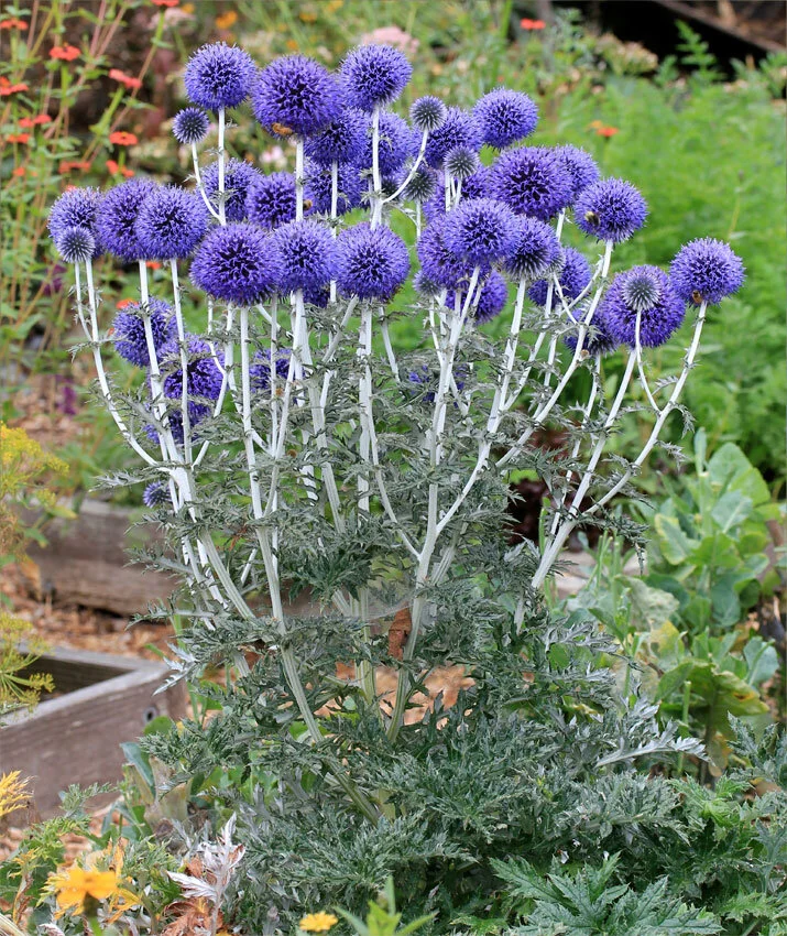 Echinops ruthenicus