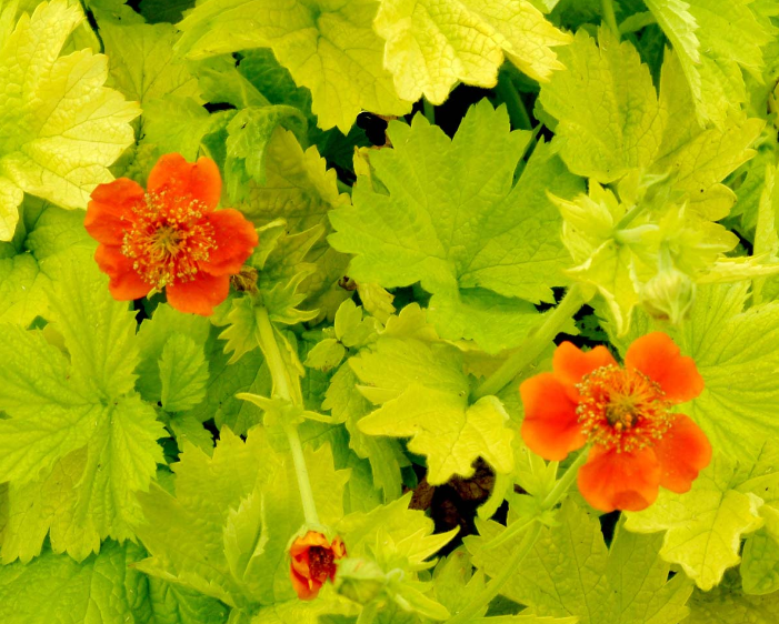 Geum 'Anne'