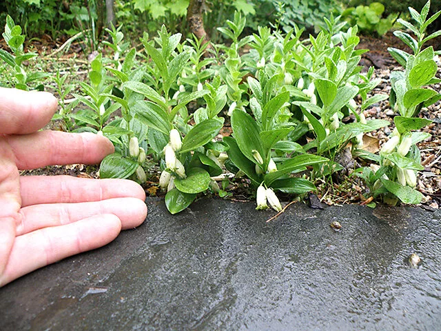 Polygonatum humile