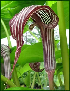 Arisaema fargesii.jpg