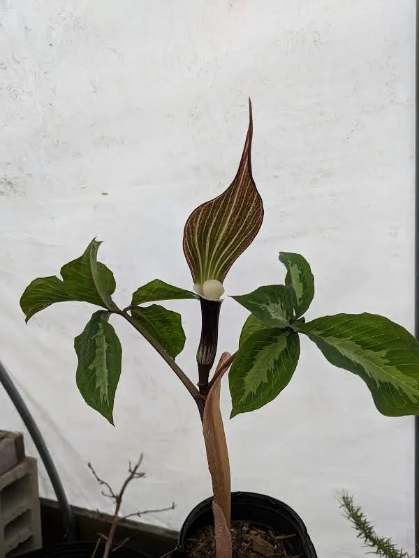 Arisaema sikokianum.jpg