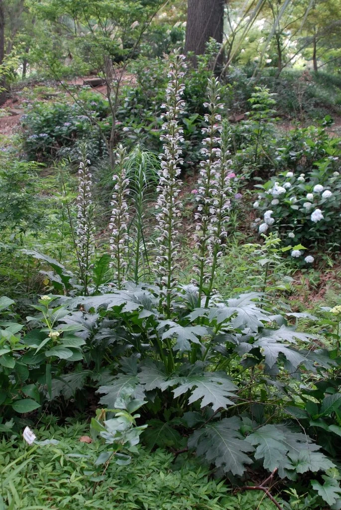 Acanthus Summer Beauty.jpeg