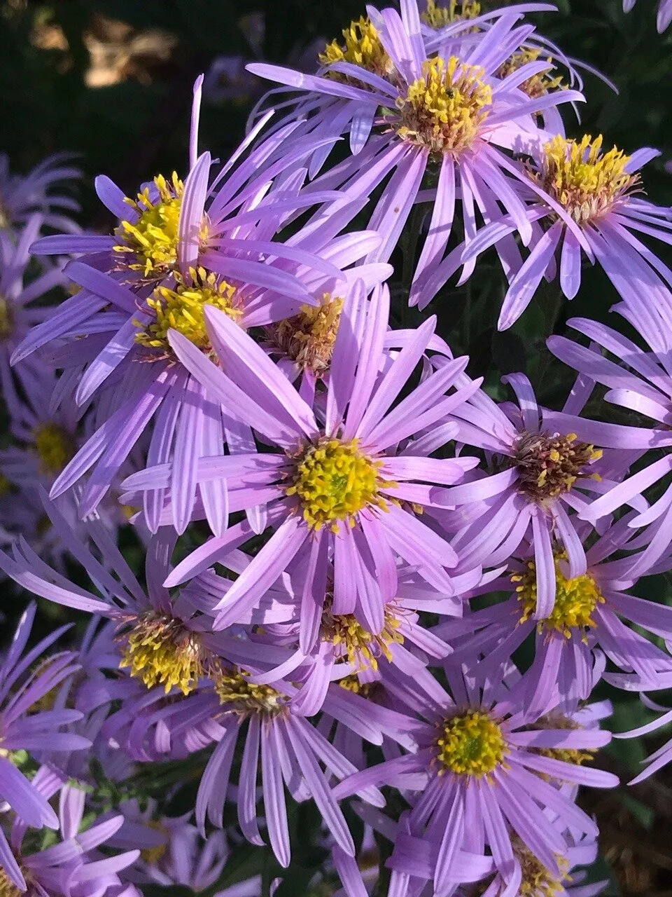 Aster Cotswold Gem.jpg