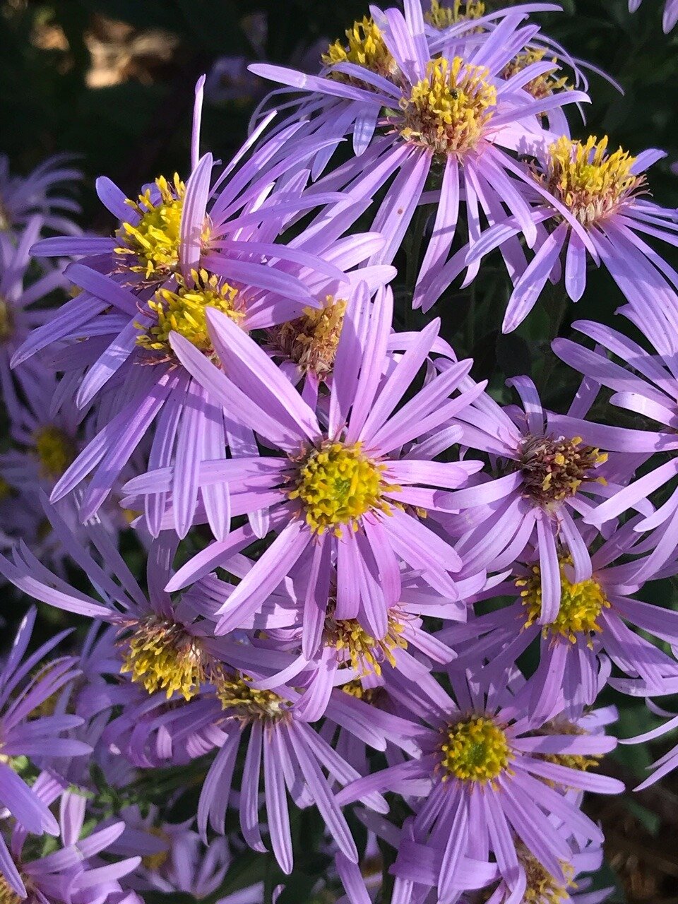 Aster 'Cotswold Gem'