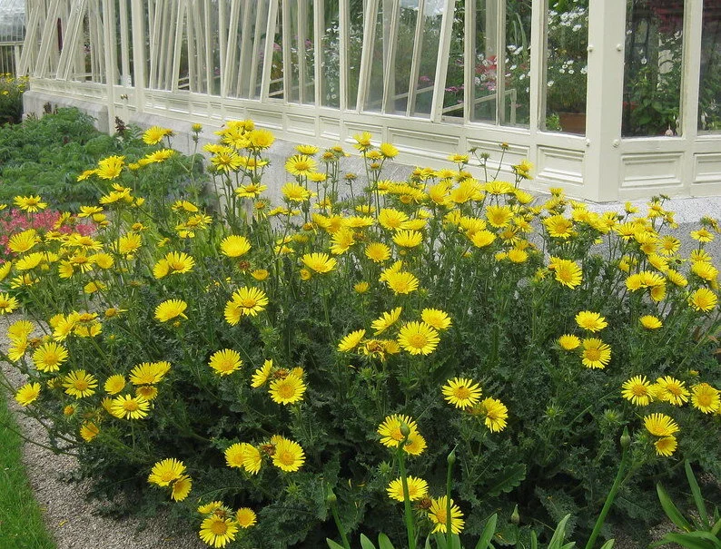 Berkheya macrocephala