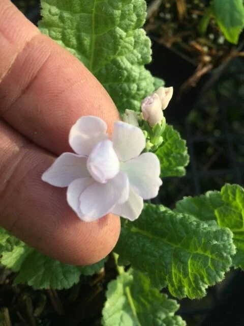 Primula sieboldii Double Flower2.JPG