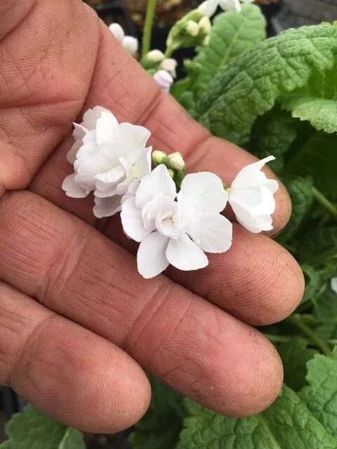Primula sieboldii double seedling 1.JPG
