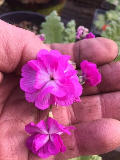 Primula sieboldii Double Flower cvs