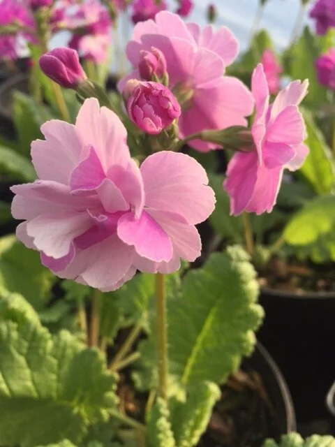 Primula sieboldii Double Flower 4.JPG