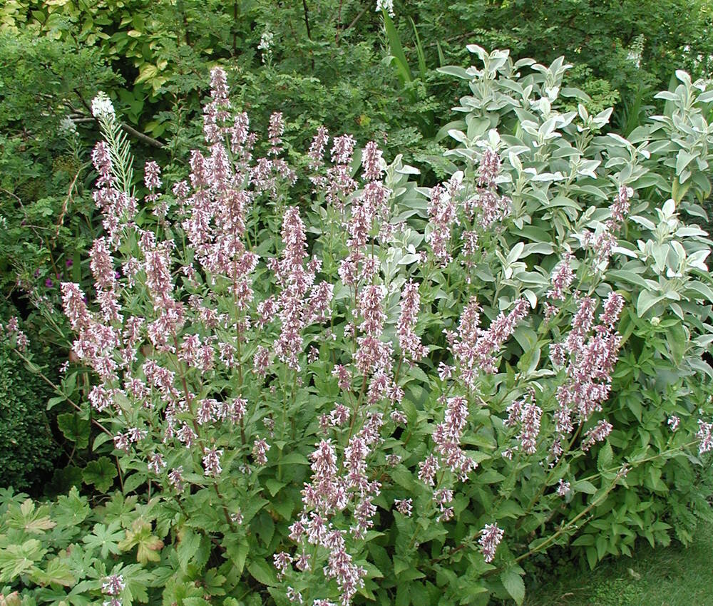 Nepeta Florina.jpg