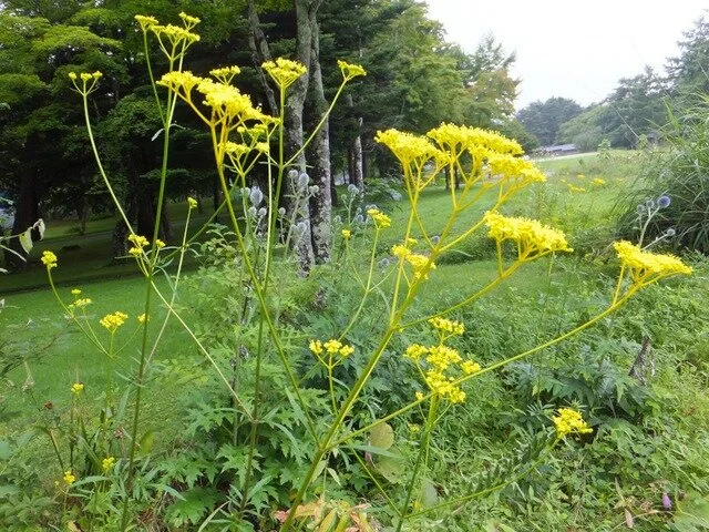 patrinia scabisifolia.jpg