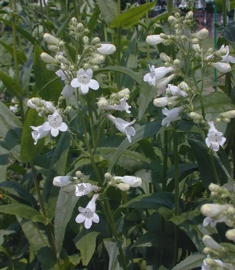 Pentemon digitalis.jpg