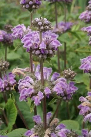 Phlomis pratensis.jpg