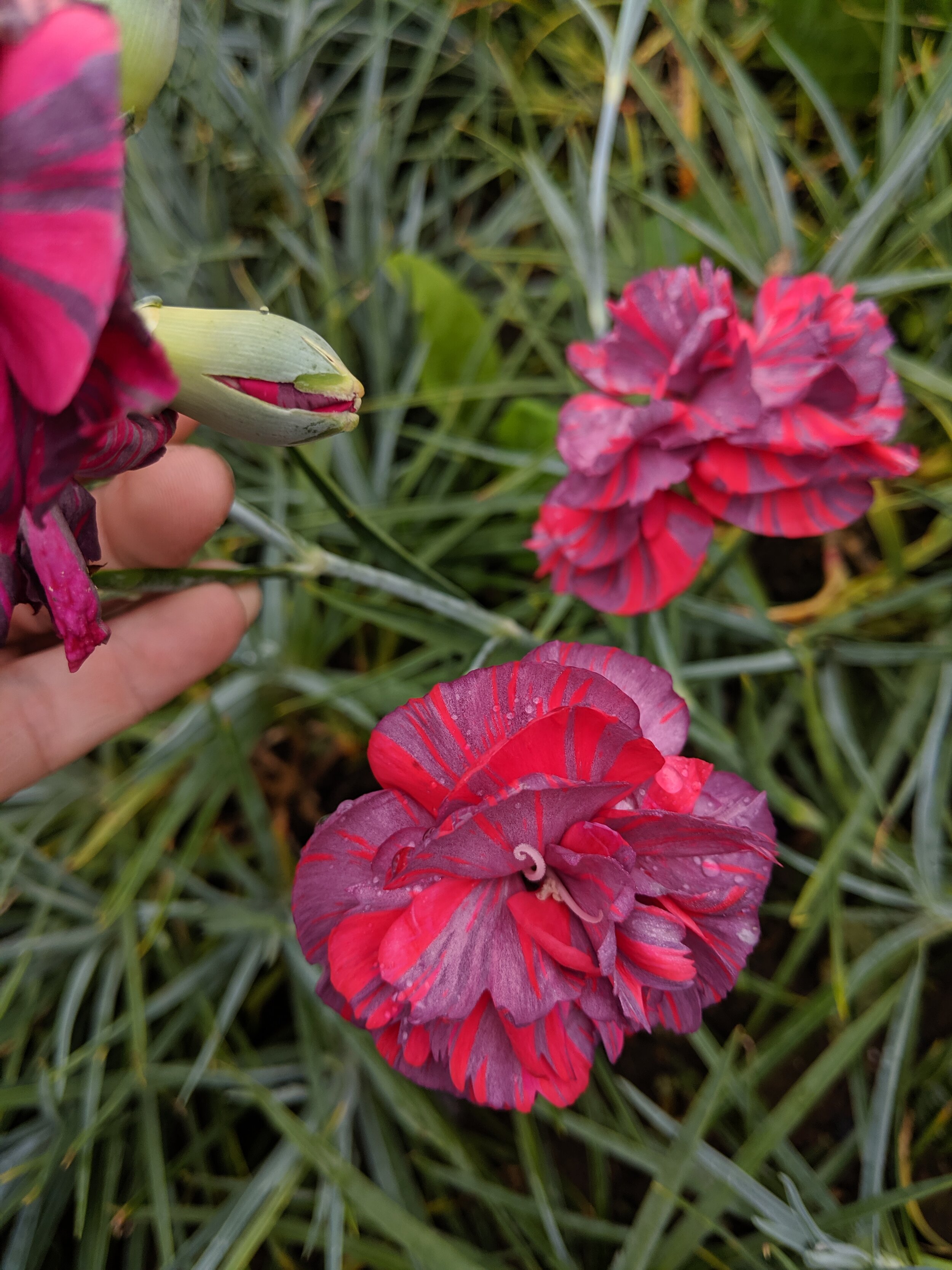 Dianthus Comley Farran.jpg