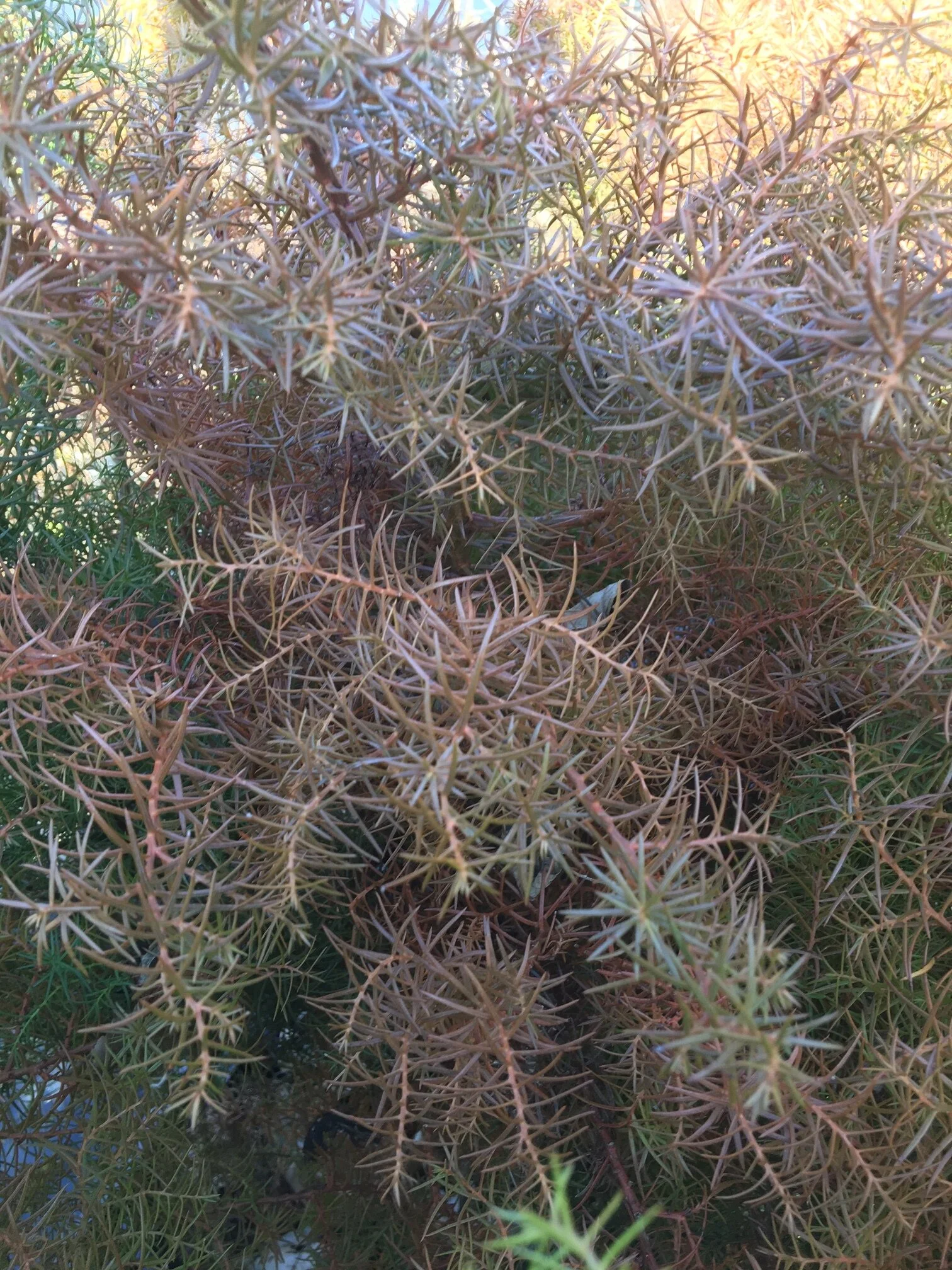 Cryptomeria japonica Elegans.JPG