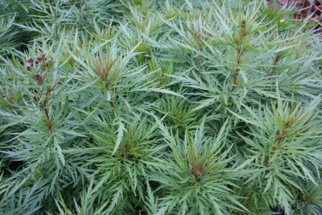 Eupatorium Haragomo.JPG