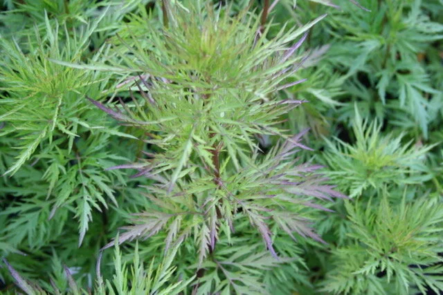 Eupatorium Hagaromo.JPG