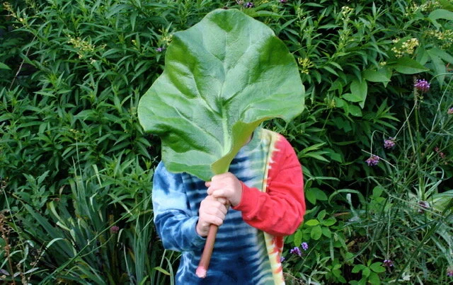 Bergenia 'Green Monstah'.JPG