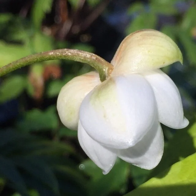 Anemonopsis White Flower.JPG