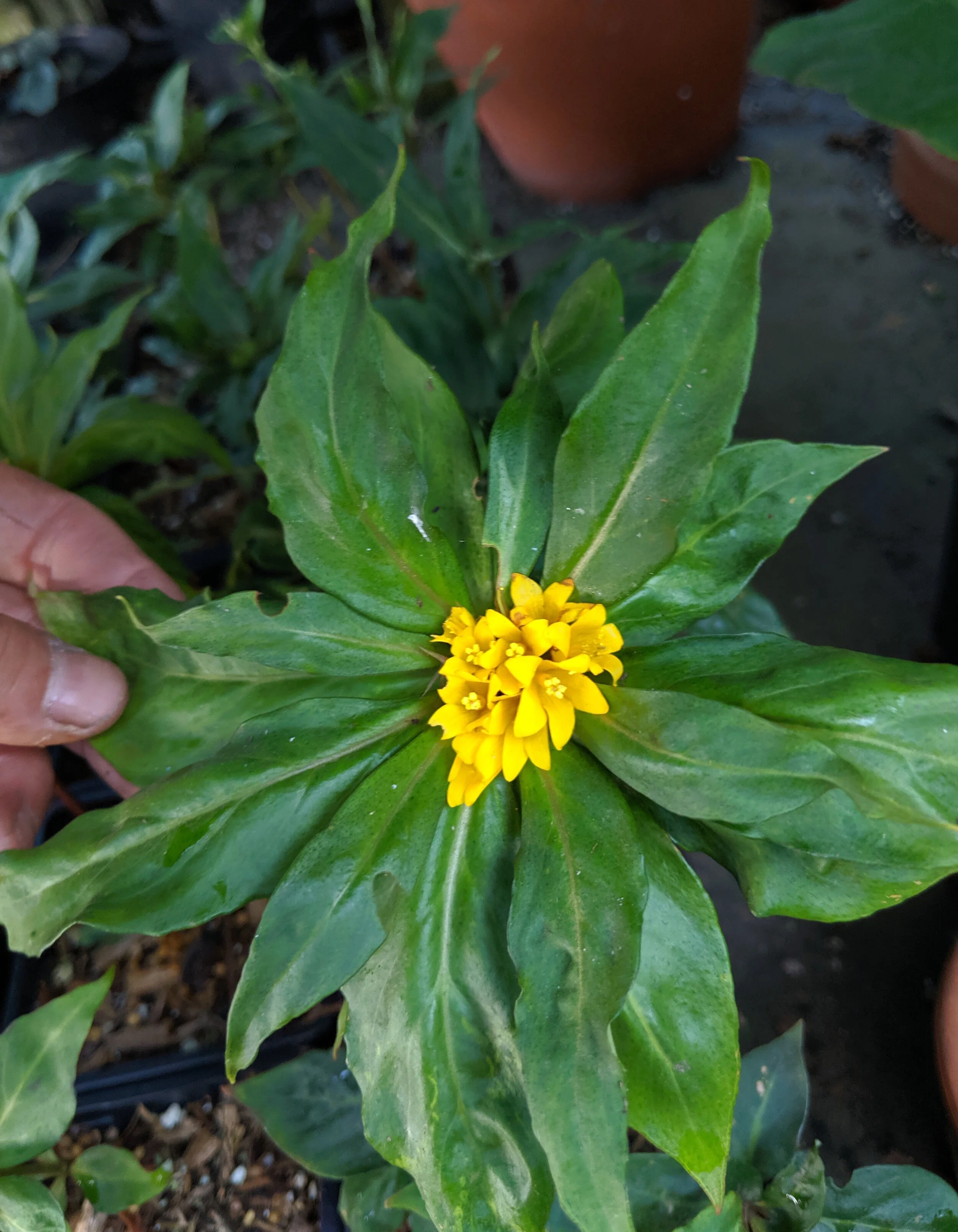 Lysimachia paridiformis var. stenophylla.jpg